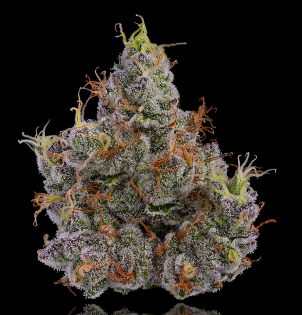 No Till Kings — Larry Strawberry