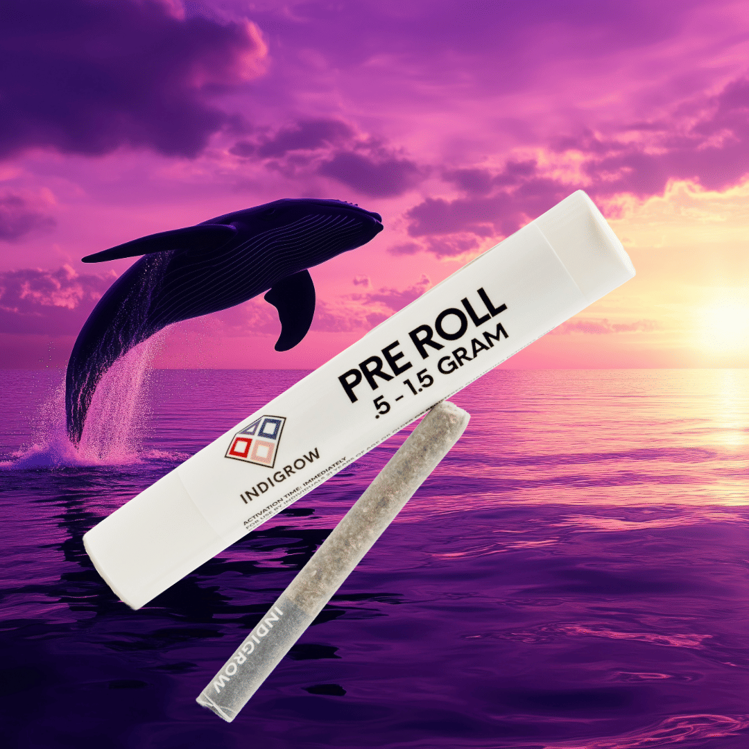 Purple Dream Ride Pre-roll