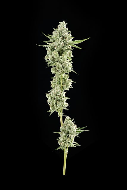 Cali-O | 3.5g