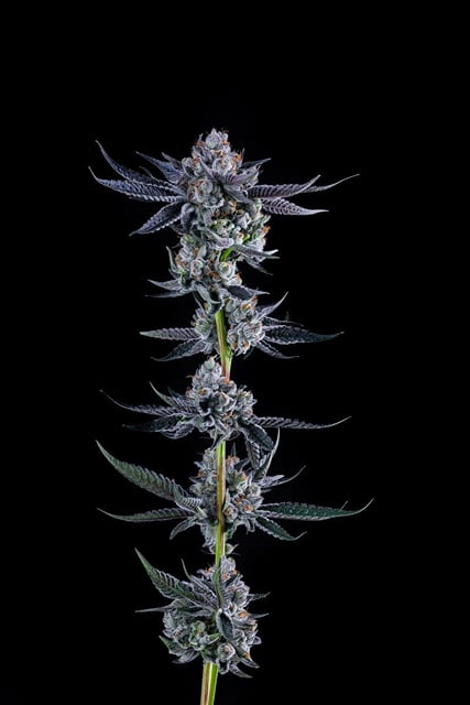 Omerta OG | 3.5g