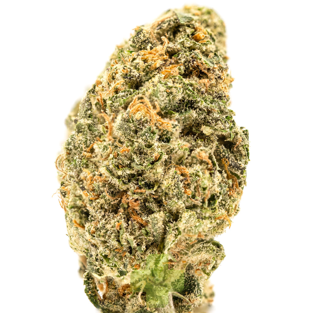 Humo — Baja Gold, Gh