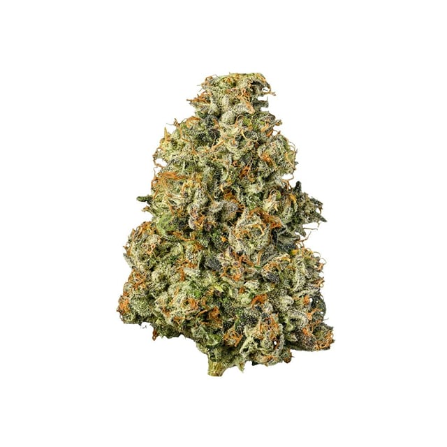 Gascotti | 10G Indoor Flower
