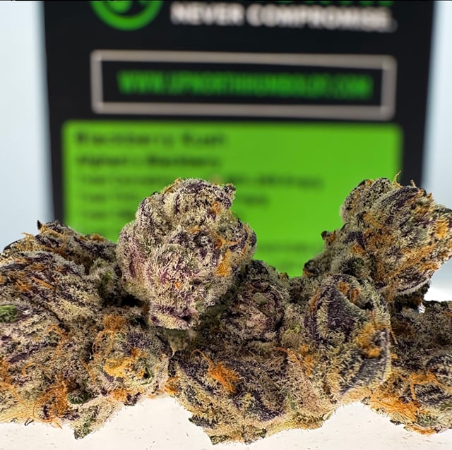 Blackberry Kush