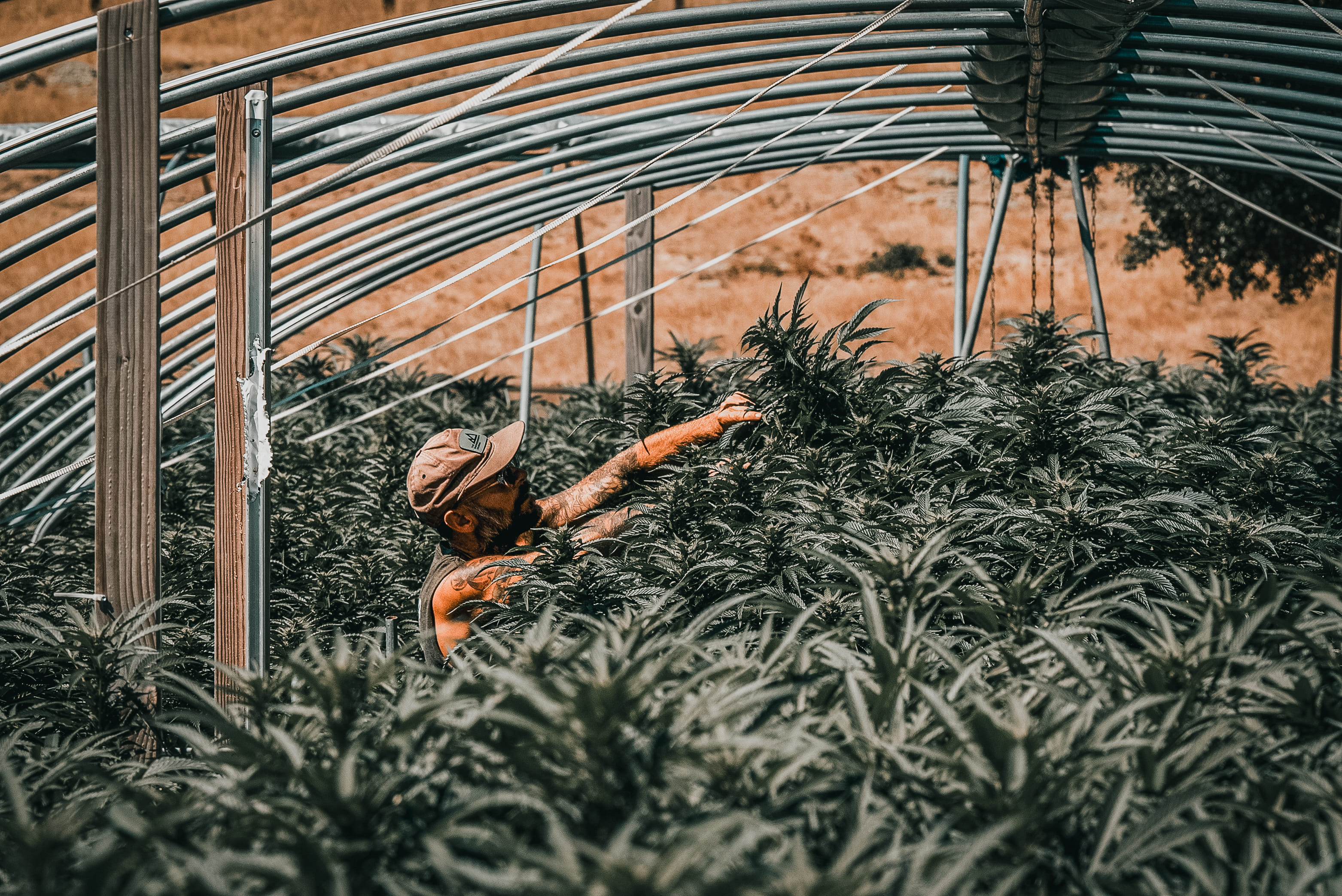 Mendocino Grasslands — Caribbean Cookies