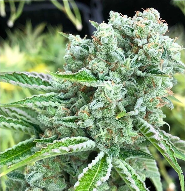 Fatso Seeds 10-pack UNFEMINIZED