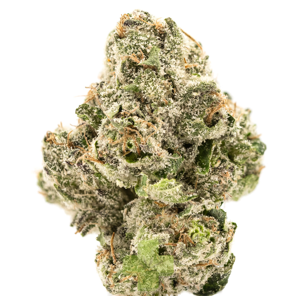 Shasta Flower & Hash Company — Bolo Runtz