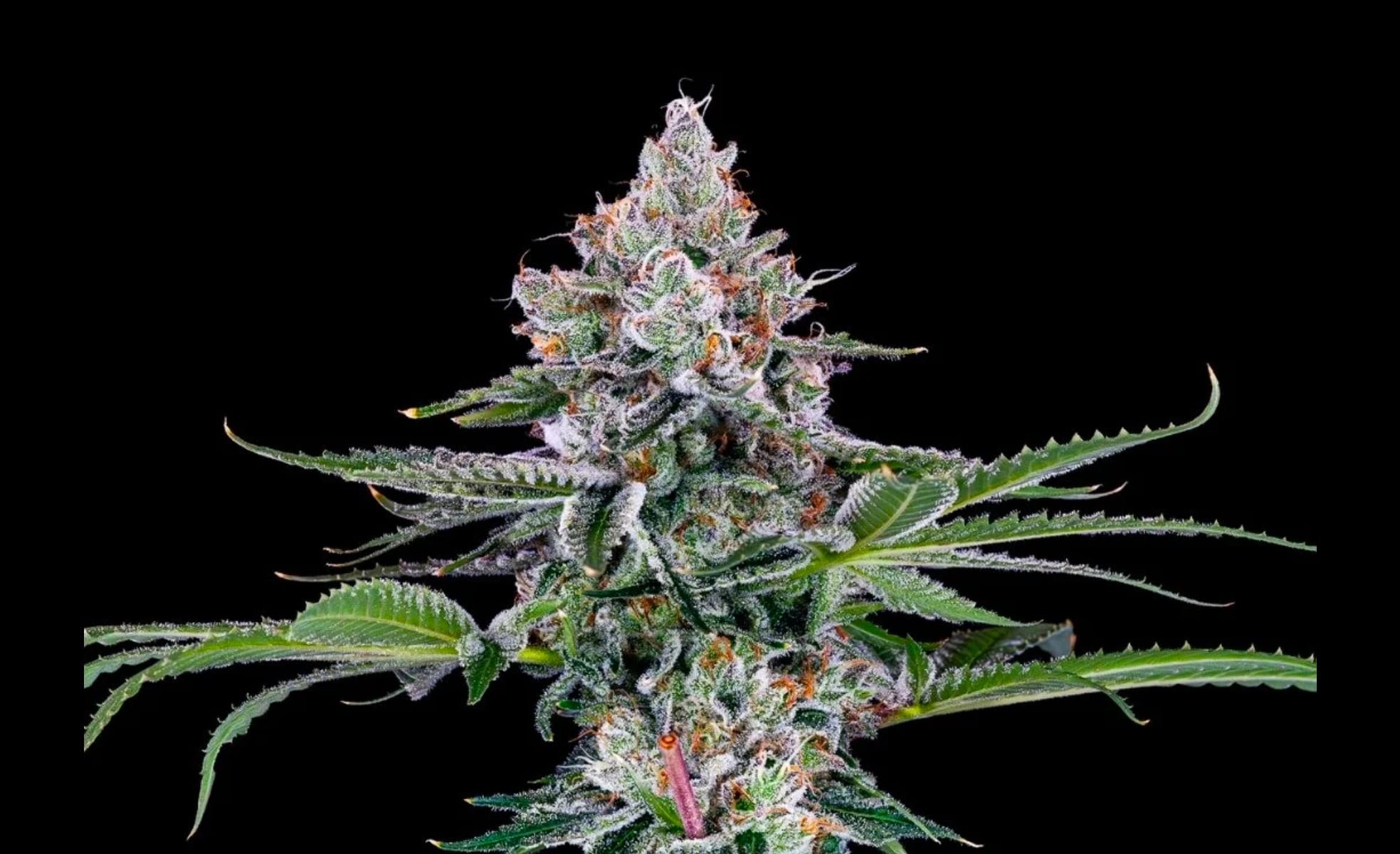 OG Kush Seeds 10-pack UNFEMINIZED