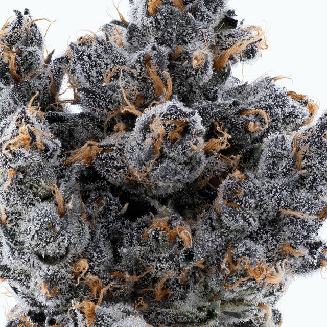 Apple Fritter | 3.5g