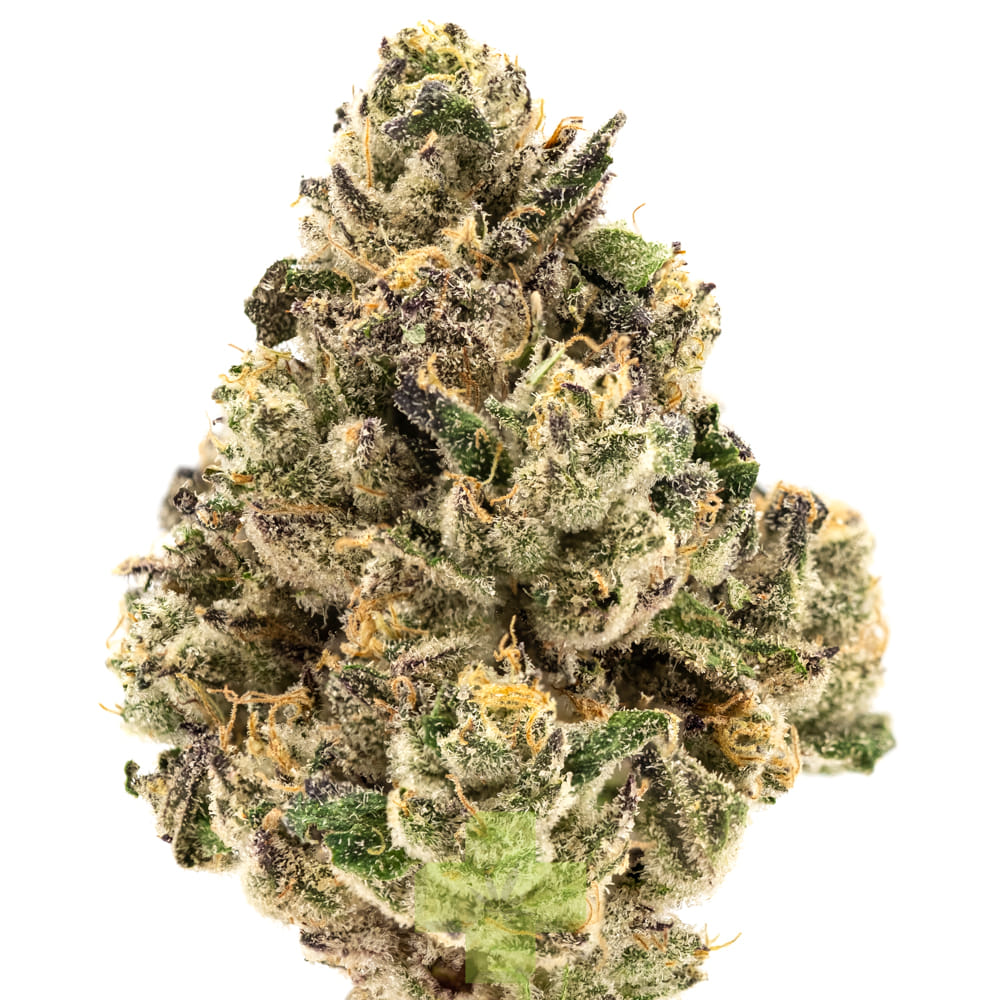 Shasta Flower & Hash Company — Black Bubblegum Horchata