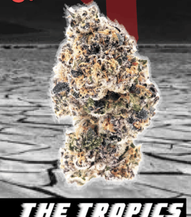 KushFace: The Tropics