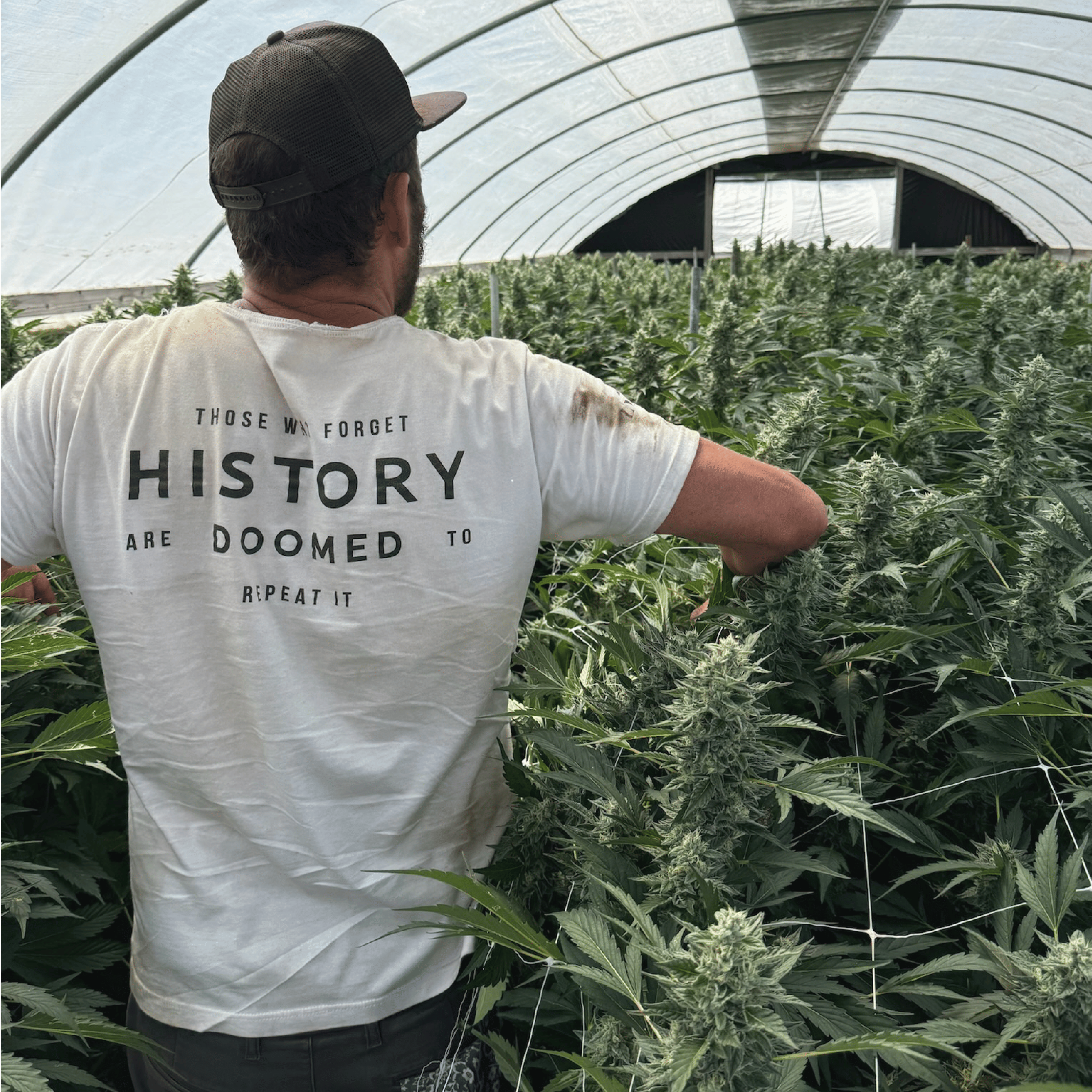Mendocino Grasslands — Mango Haze