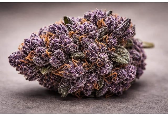 Bud Dynasty - 3.5g Grade AAA+ - F*ck Your Runtz