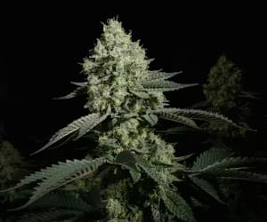 7g - Small Buds | Copper Chem