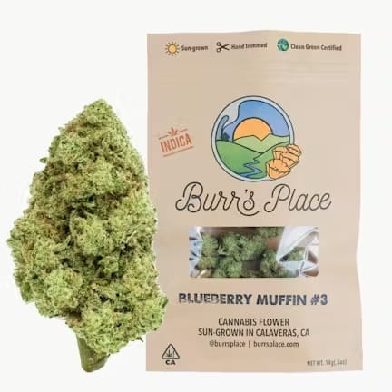Burr's Place — Blueberry Muffin
