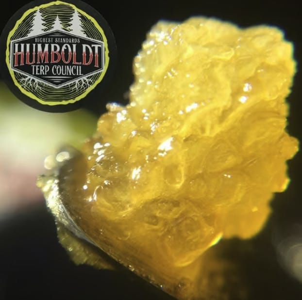 Humboldt Terp Council: Amarelo