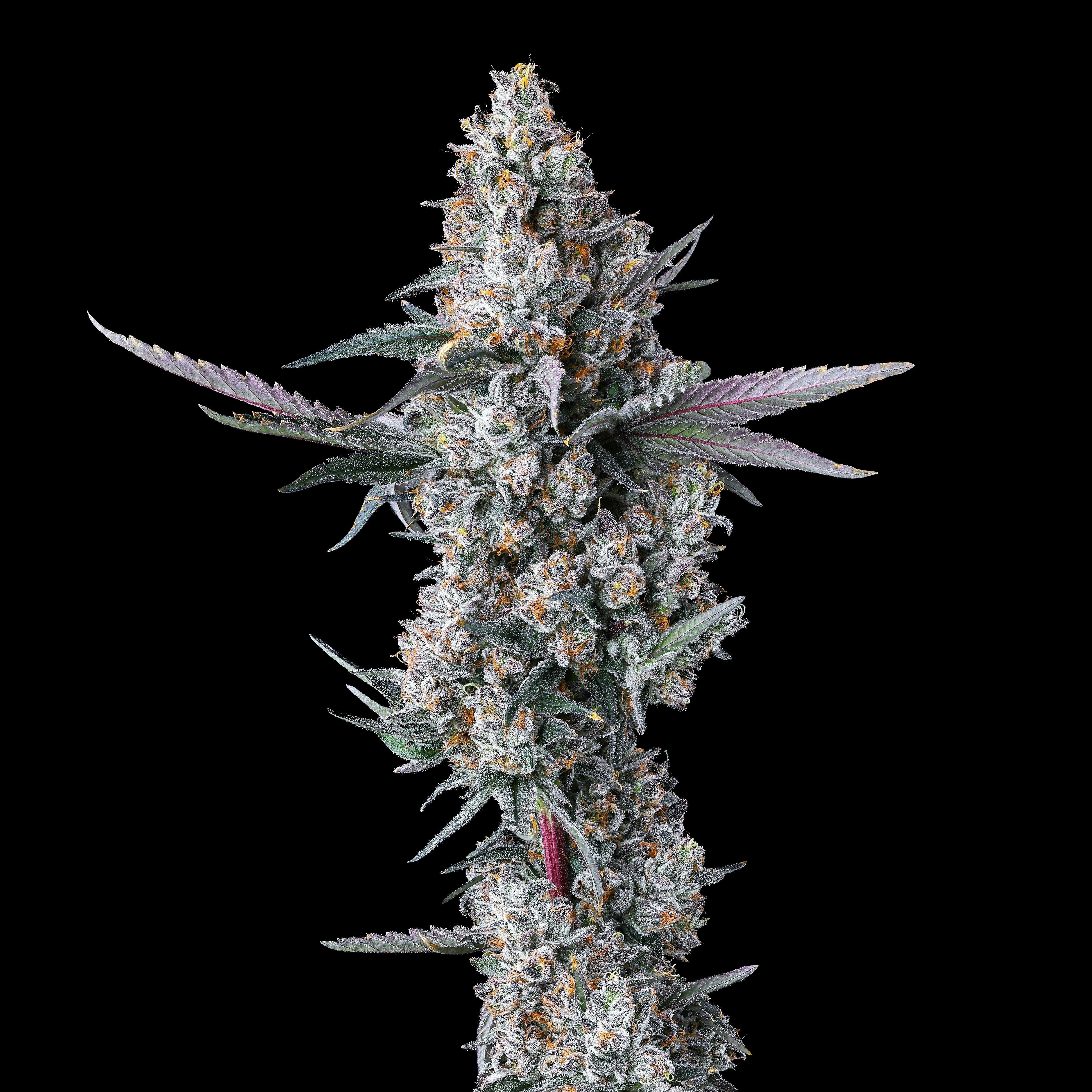 Maven Genetics: Parisian Kush