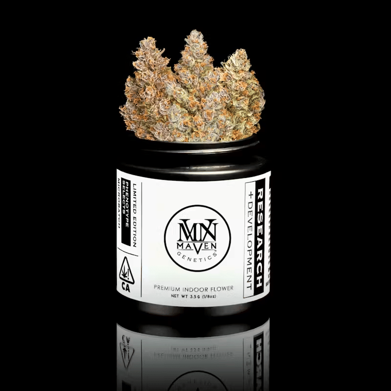 Maven Genetics: Sour Sangria X Blueberry Zkz #7
