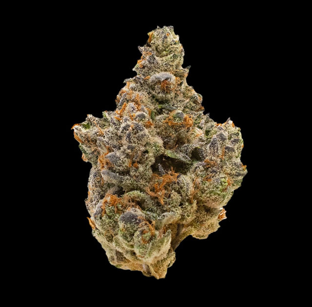 7g - ORANGE TREE (INDOOR)