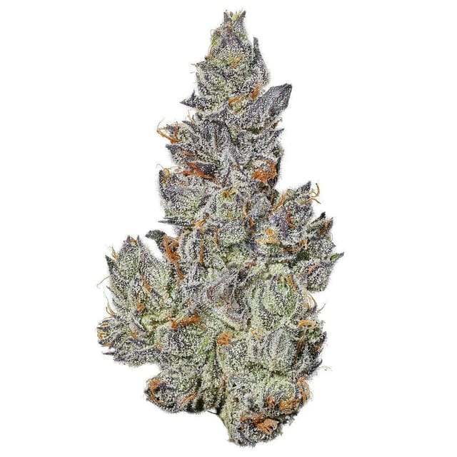 Fig Farms | Strawberry Guava | Big Buds