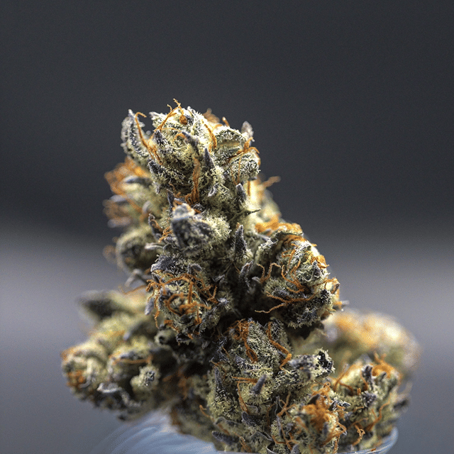 MilkWeed | The Queen | Flower | 3.5g