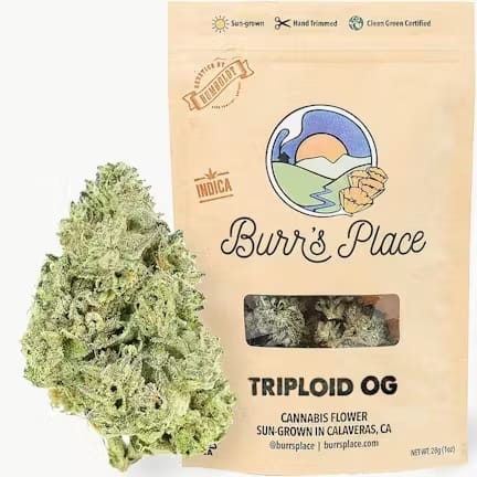 Burr's Place — Triploid OG