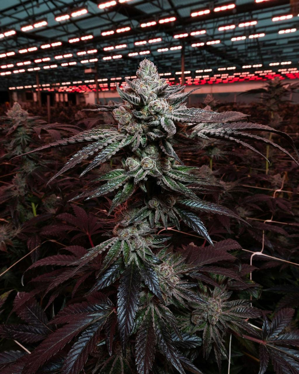 Quiet Kings: Grape Gas