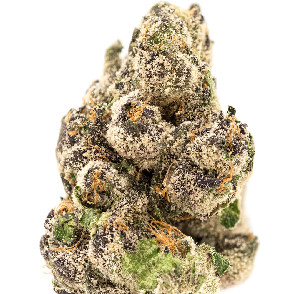 SEED JUNKY: Chocolatte