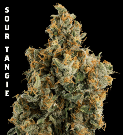 Sour Tangie (1/8)
