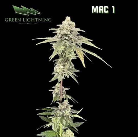MAC 1 Flower 3.5g (1/8)