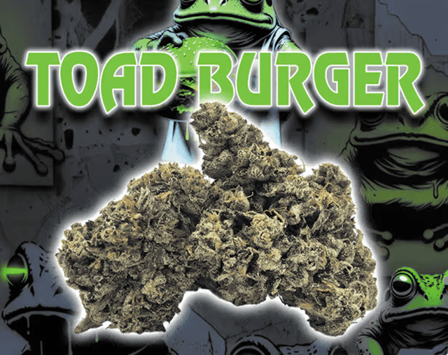 Toad Venom (H) 14g PREMIUM indoor flower