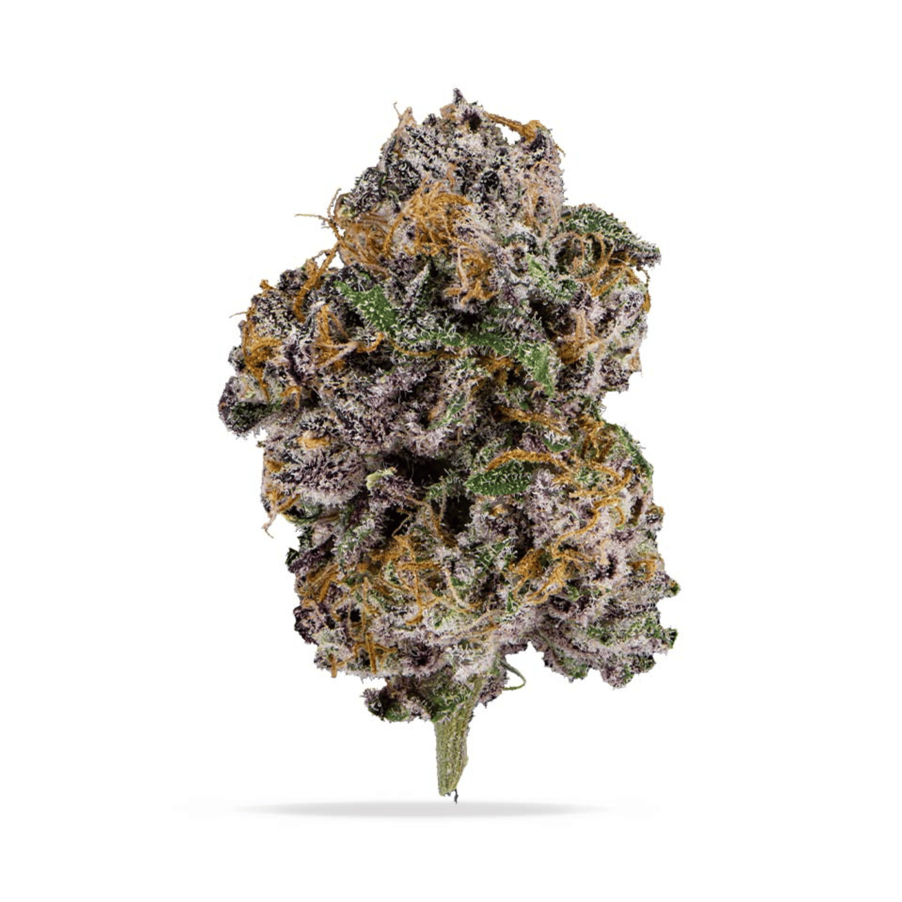 Aims Horticulture — Honey Guava Gelato