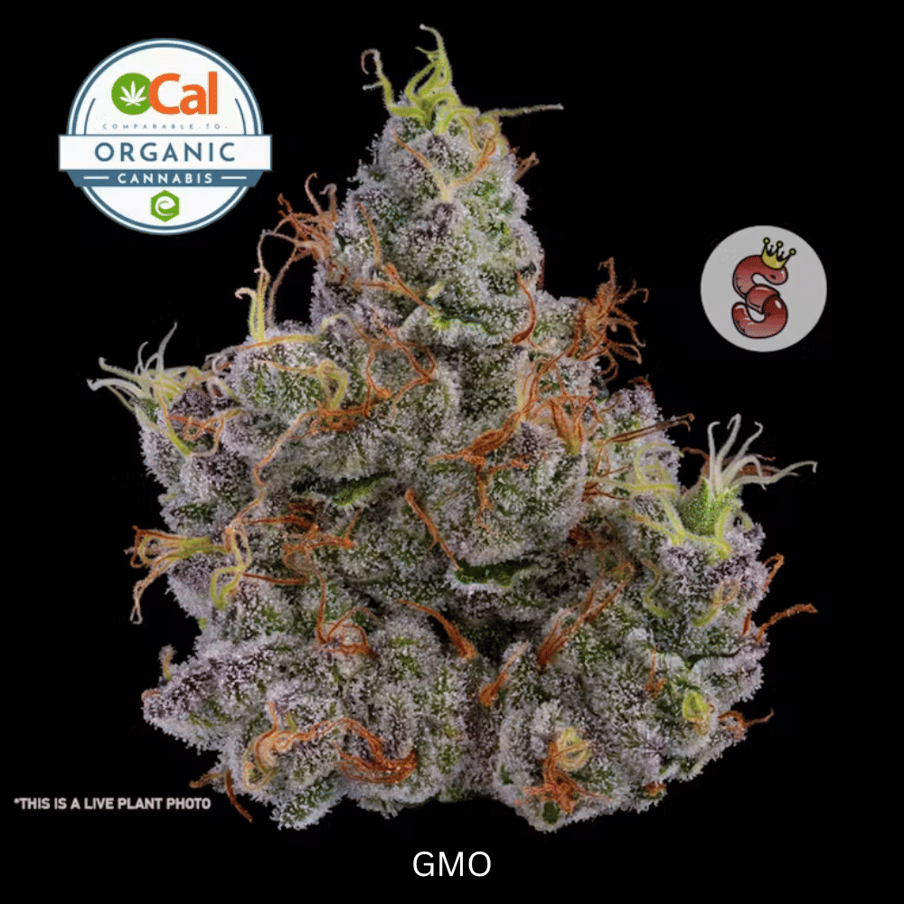 No Till Kings: GMO