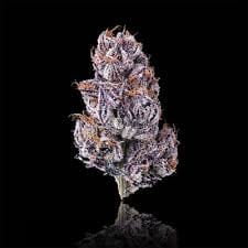Maven Genetics: New Money