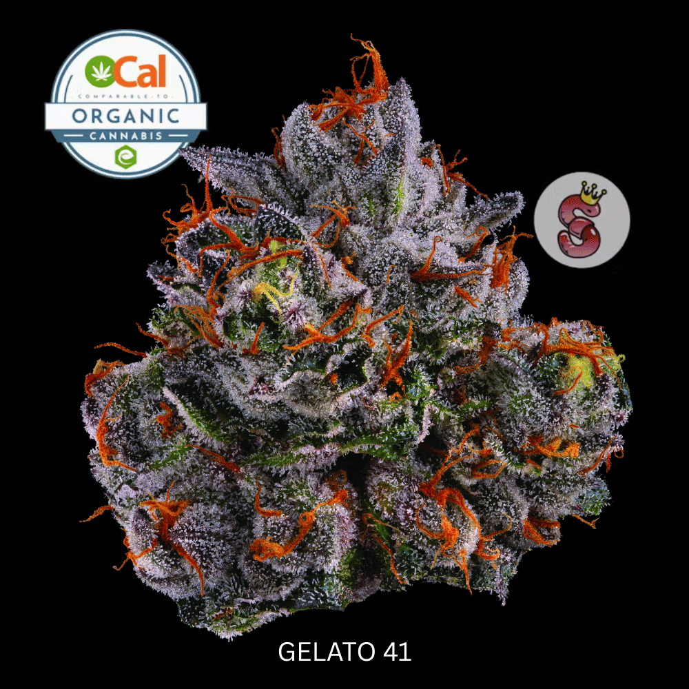 No Till Kings: Gelato 41