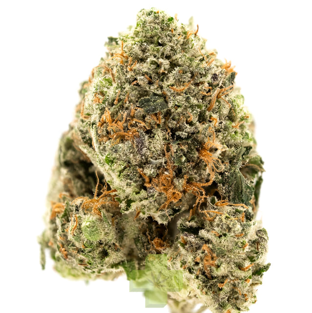 lolo: Chemdawg X OG Kush