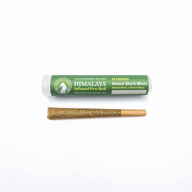 Animal Sherb Mintz - Infused Pre-Roll - 1G