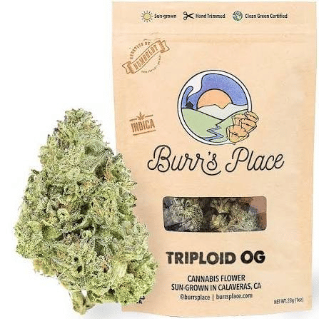 BURRS PLACE: Triploid OG