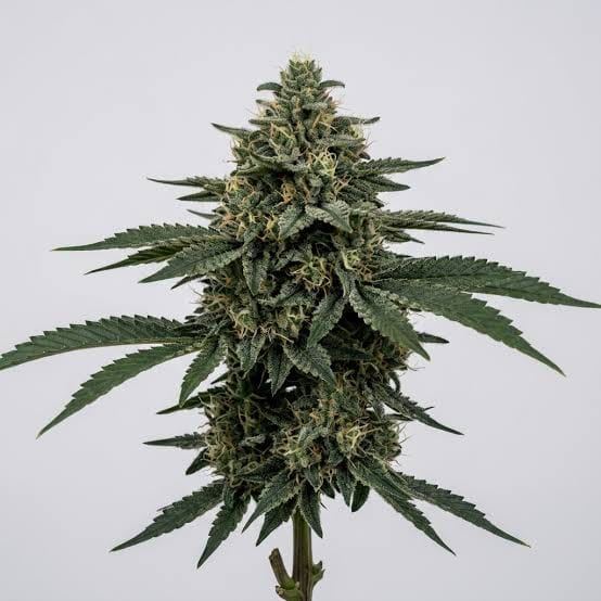 Originals: Master Yoda OG