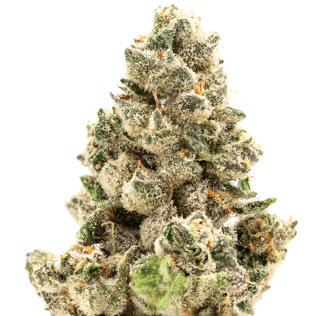 SEED JUNKY: Cherry Cap