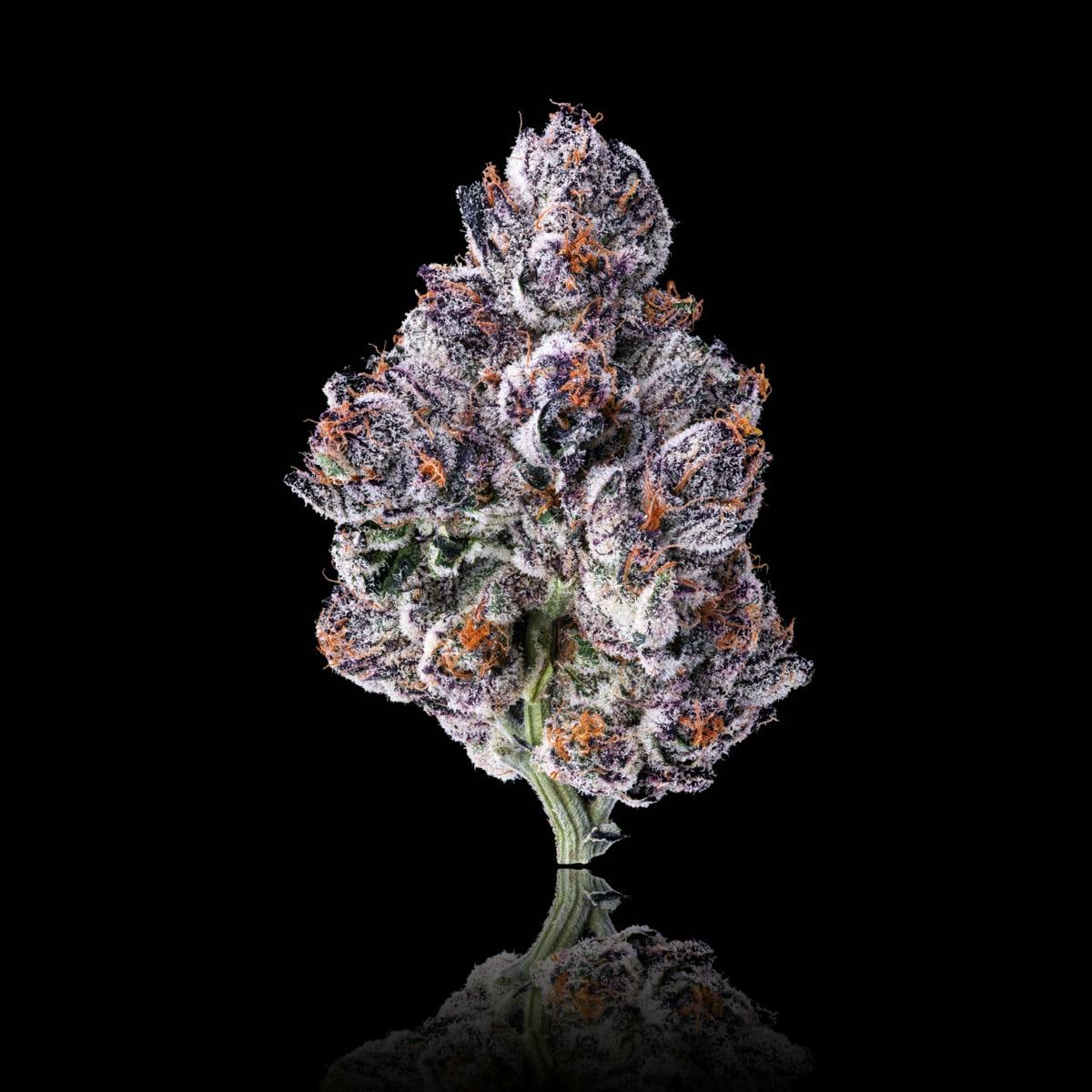 Maven | .5gx5pk - Chrome Dome - Pre-Rolls - Maven Genetics -  - $30 - Pre-Rolls