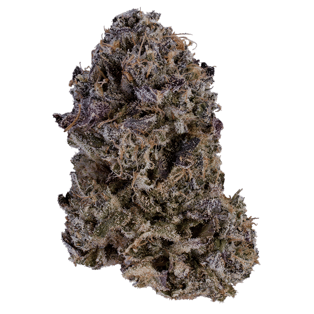 XOTX Forbidden Sunrise 14G