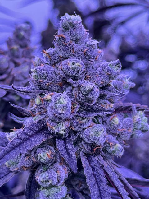 Bon Bon Runtz | 3.5g Flower