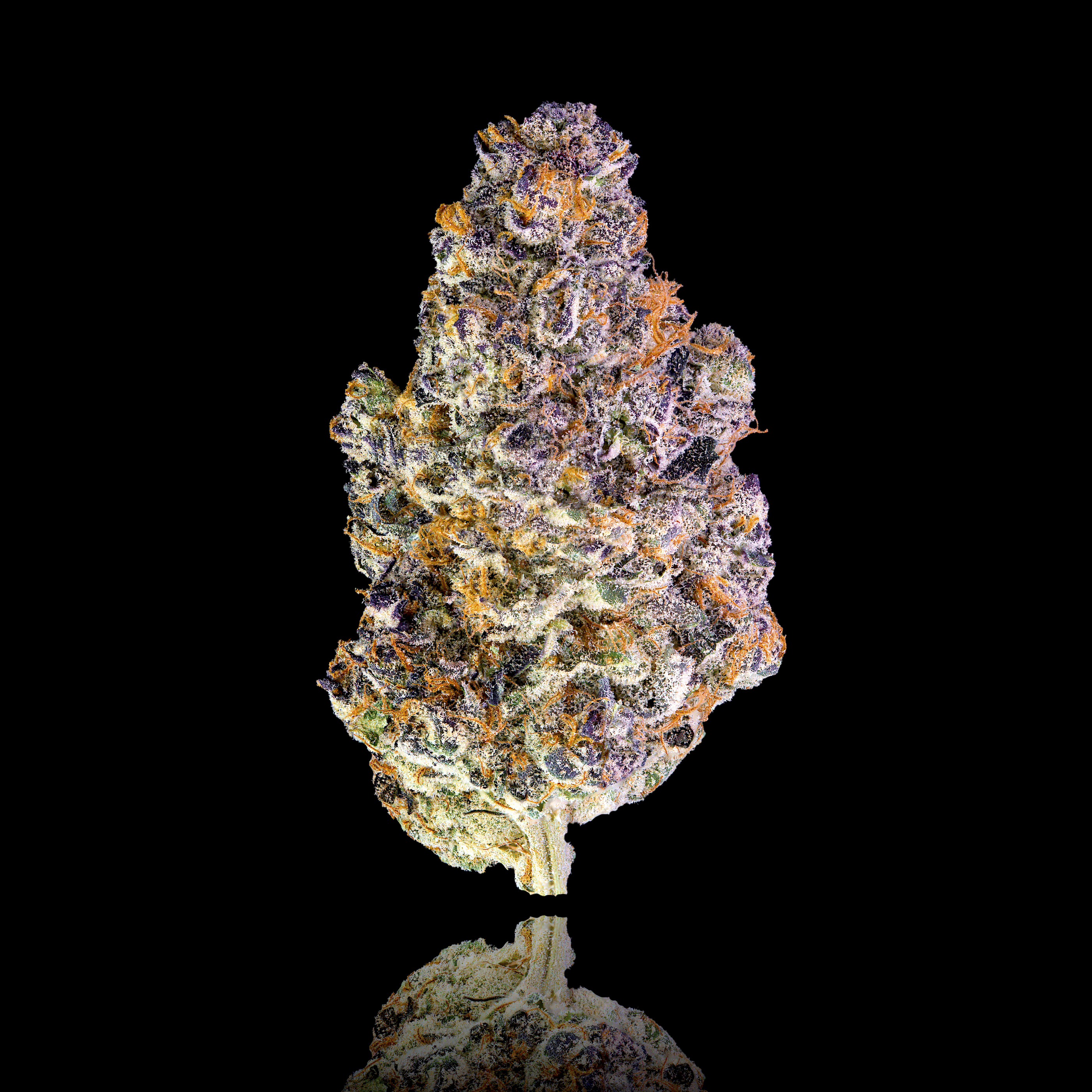 Maven Genetics: Key Lime Jack