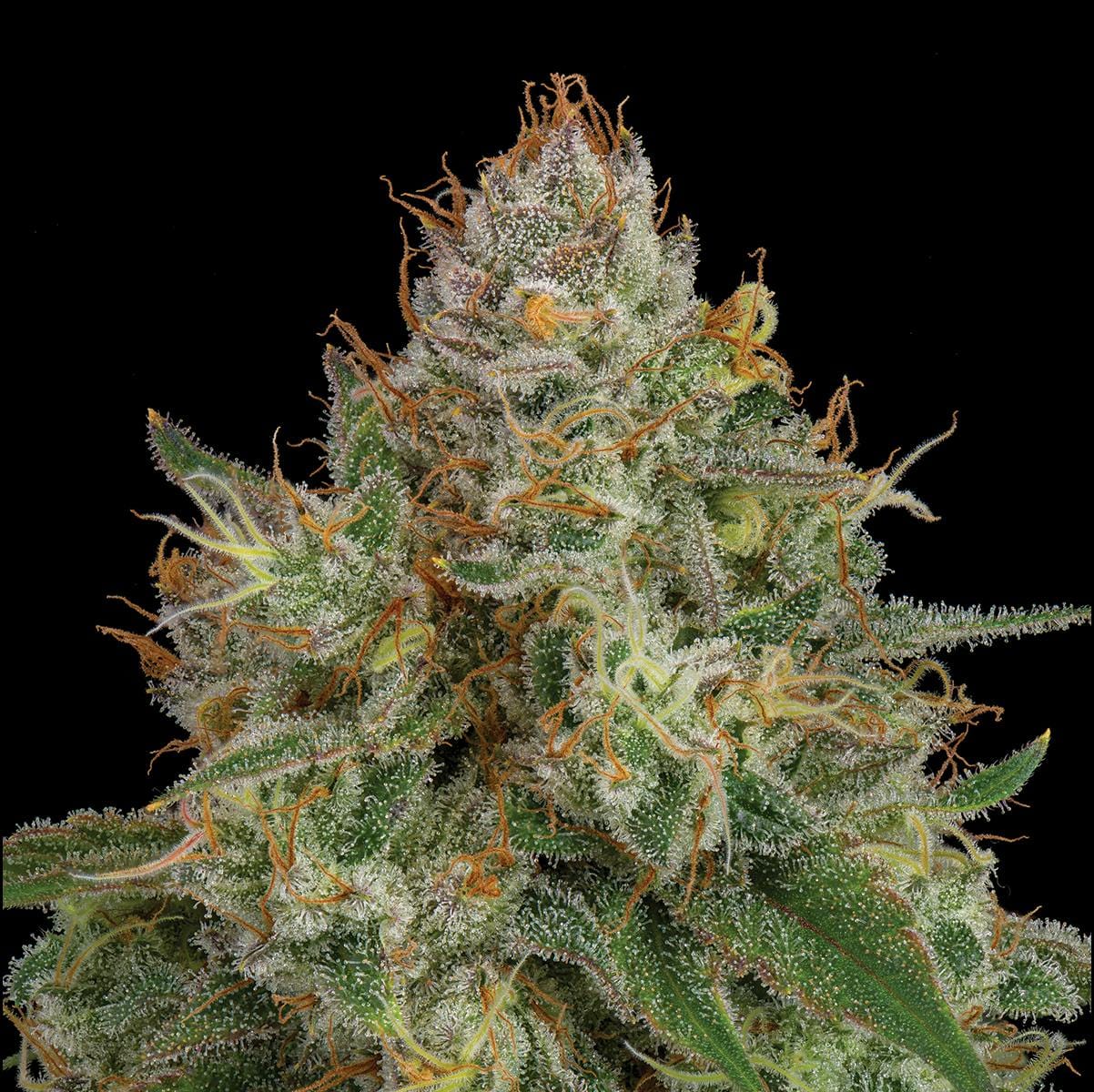 UpNorth: NF1 3.5g - Eighth