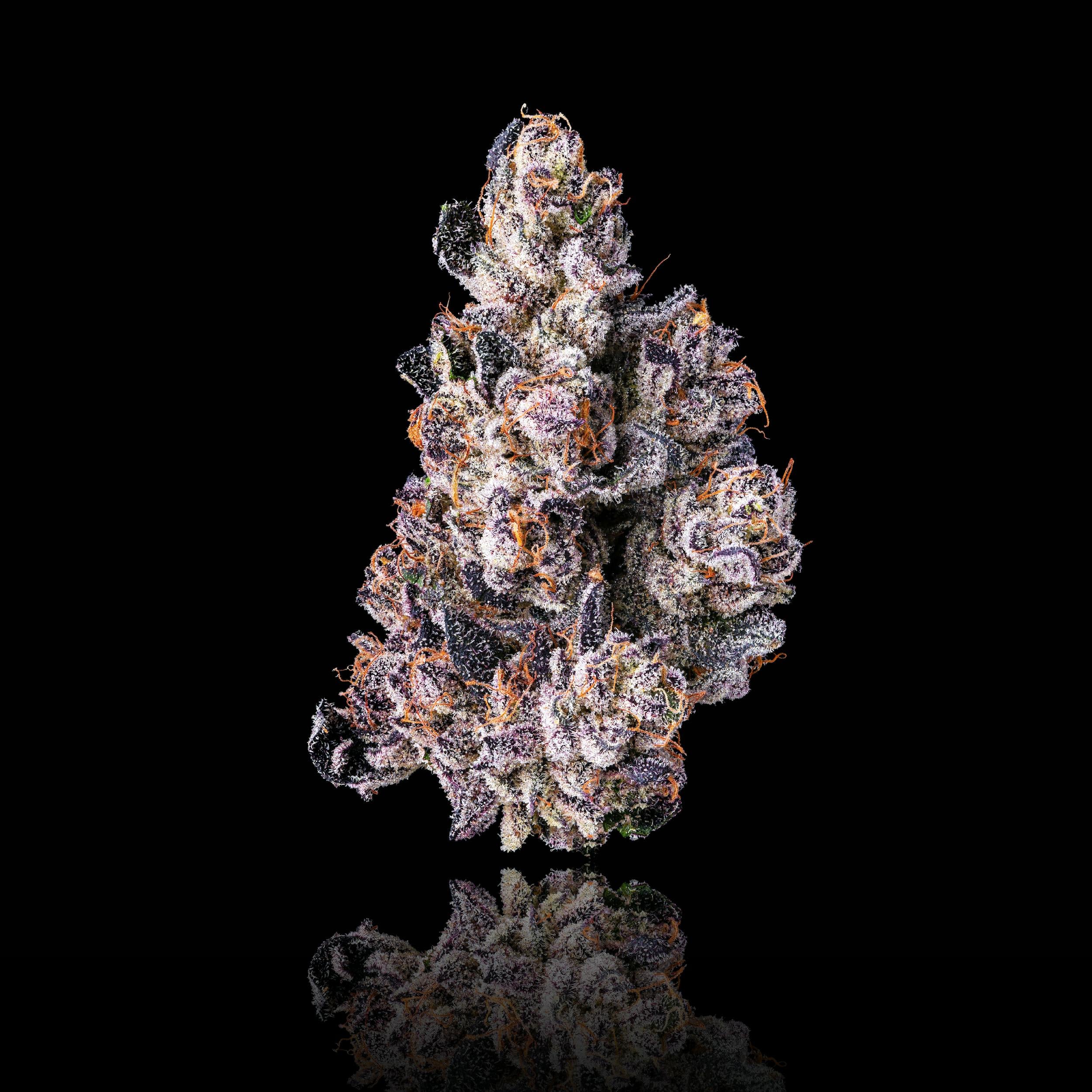 Maven | 1g - Dirty Laundry - Pre-Roll - Maven Genetics -  - $10 - Pre-Rolls