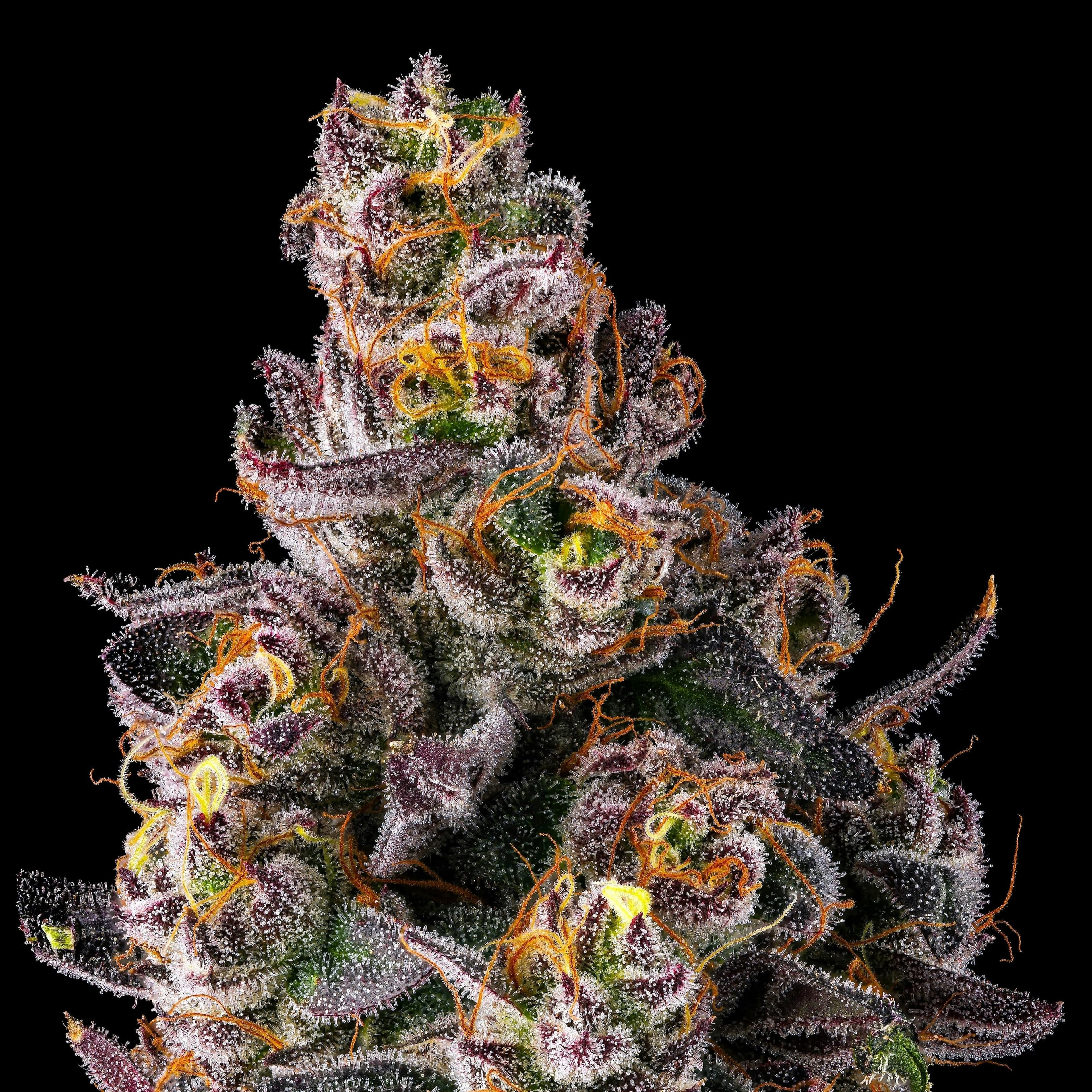 Maven | 1g - Dirty Laundry - Pre-Roll - Maven Genetics - - $10 - Pre-Rolls