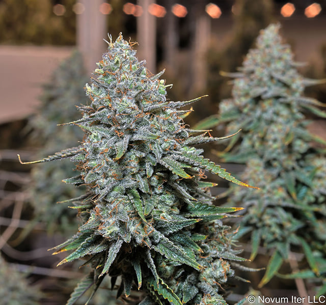 Blue Dream Premium Flower - SMALLS