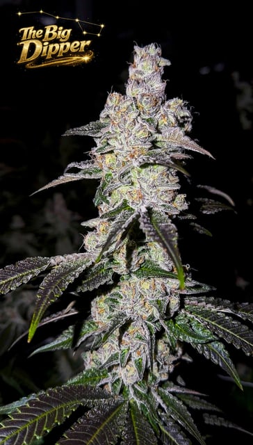 Fig Farms | The Big Dipper | 3.5g
