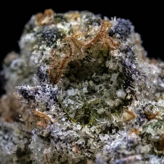 MilkWeed | White Zlushie | Flower | 3.5g