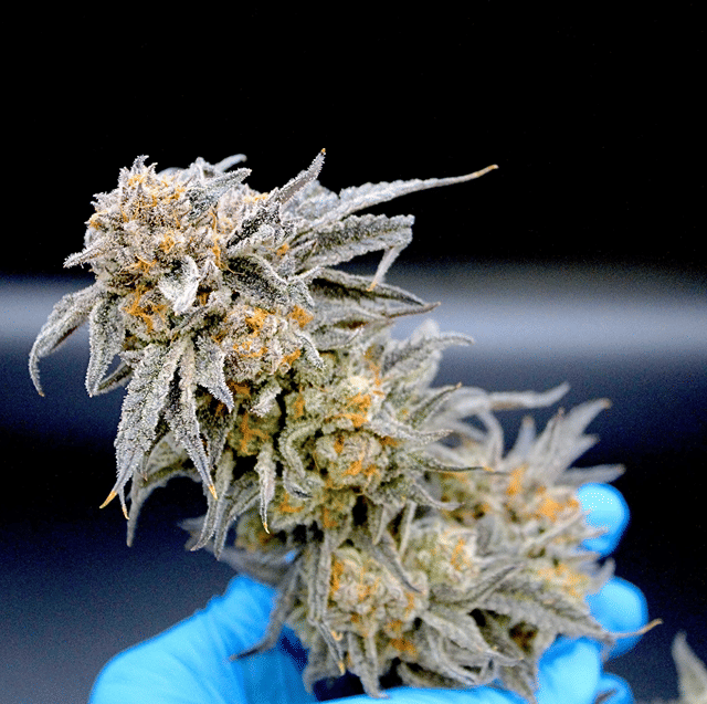 Lemon Dosi-Do Premium Flower - SMALLS